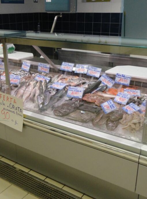 major fish